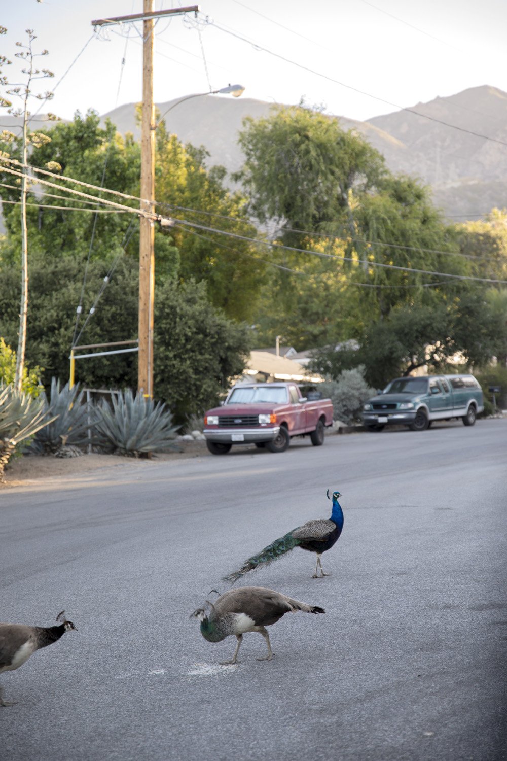 Wild Peacocks in Altadena