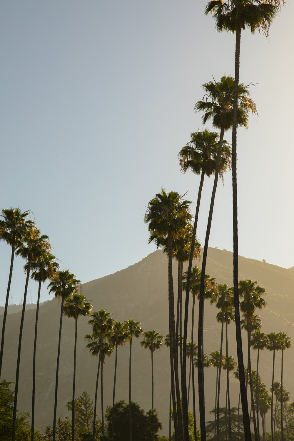 Altadena Palm Trees on Mendecino